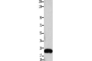 Western Blotting (WB) image for anti-Claudin 3 (CLDN3) antibody (ABIN2425947) (Claudin 3 抗体)