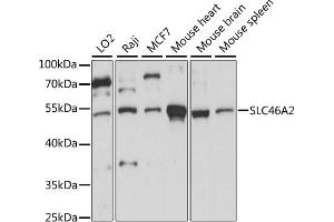 SLC46A2 抗体  (AA 1-110)