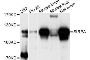 Western blot analysis of extracts of various cell lines, using SIRPA antibody (ABIN5996792) at 1/1000 dilution. (SIRPA 抗体)