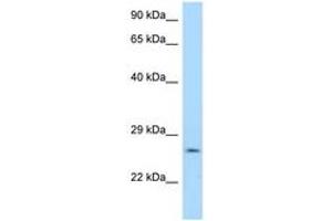 Image no. 1 for anti-14-3-3 gamma (YWHAG1) (AA 40-89) antibody (ABIN6748019) (14-3-3 gamma 抗体  (AA 40-89))