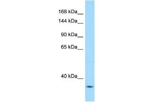 WB Suggested Anti-Yeats2 Antibody Titration: 1. (YEATS2 抗体  (N-Term))