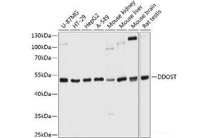 Western blot analysis of extracts of various cell lines using DDOST Polyclonal Antibody at dilution of 1:1000. (DDOST 抗体)