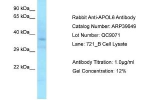 Western Blotting (WB) image for anti-Apolipoprotein L, 6 (APOL6) (C-Term) antibody (ABIN2778364) (APOL6 抗体  (C-Term))