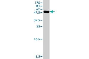Western Blot detection against Immunogen (35. (Acsl3 抗体  (AA 203-288))