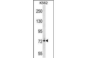 Western blot analysis in K562 cell line lysates (35ug/lane). (DNAI1 抗体  (N-Term))