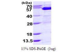 Suppressor of Fused Homolog (SUFUH) (AA 1-484) protein (His tag)