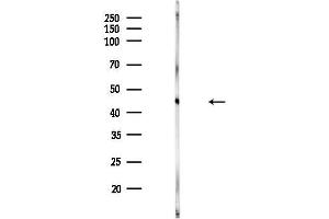 anti-Interferon Related Developmental Regulator 1 (IFRD1) (N-Term) antibody
