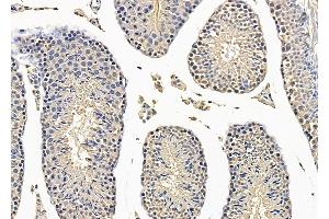 Brachyury / Bry Antibody at 1/100 staining Mouse testis tissue by IHC-P. (T-Box 1 抗体  (Internal Region))