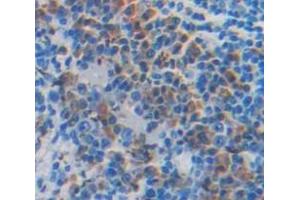 IHC-P analysis of Mouse Tissue, with DAB staining. (PRTN3 抗体  (AA 24-249))