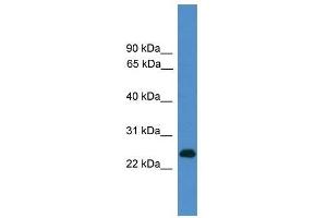 CD27 antibody used at 0. (CD27 抗体  (C-Term))