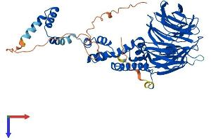 FBXW11 Protein (AA 1-542) (His tag)
