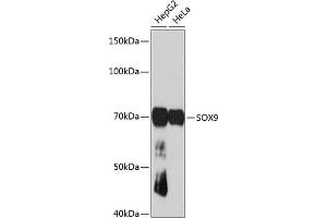 Western blot analysis of extracts of various cell lines, using SOX9 antibody (ABIN7270577) at 1:1000 dilution. (SOX9 抗体)