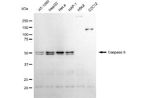 Western blotting analysis using caspase 8 antibody (ABIN7797906). (Recombinant Caspase 8 抗体)