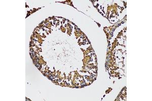 Immunohistochemistry of paraffin-embedded mouse testis using IRAK4 antibody (ABIN5973654) at dilution of 1/100 (20x lens). (IRAK4 抗体)