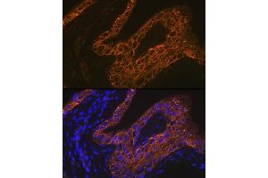 Immunofluorescence analysis of rat bladder using Cytokeratin 13 (KRT13) (KRT13) Rabbit mAb (ABIN7268089) at dilution of 1:100 (40x lens). (Cytokeratin 13 抗体)