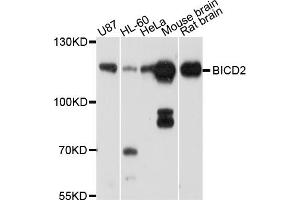 Western blot analysis of extracts of various cell lines, using BICD2 antibody (ABIN4903051) at 1:1000 dilution. (BICD2 抗体)