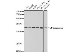 Western blot analysis of extracts of various cell lines, using CTR1/SLC31 antibody (ABIN7270449) at 1:1000 dilution. (SLC31A1 抗体)