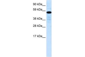Western Blotting (WB) image for anti-Zinc Finger Protein 426 (ZNF426) antibody (ABIN2460751) (ZNF426 抗体)