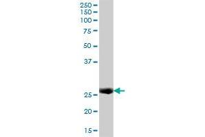 IFI30 MaxPab polyclonal antibody. (IFI30 抗体  (AA 1-250))