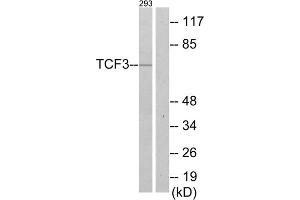 Western blot analysis of extracts from 293 cells, using TCF3 antibody. (TCF3 抗体  (C-Term))