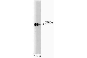 Western blot analysis of TEF-1 on A431 lysate. (TEAD1 抗体  (AA 86-199))