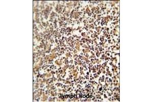 LRRC33 antibody (C-term) (ABIN654275 and ABIN2844083) immunohistochemistry analysis in formalin fixed and paraffin embedded human lymph node followed by peroxidase conjugation of the secondary antibody and DAB staining. (LRRC33 抗体  (C-Term))
