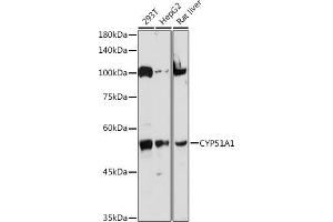Western blot analysis of extracts of various cell lines, using CYP51 antibody  at 1:1000 dilution. (CYP51A1 抗体)