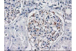 Immunohistochemical staining of paraffin-embedded Human Kidney tissue using anti-PDE2A mouse monoclonal antibody. (PDE2A 抗体)