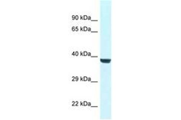 WD Repeat Domain 45B (WDR45B) (AA 65-114) 抗体