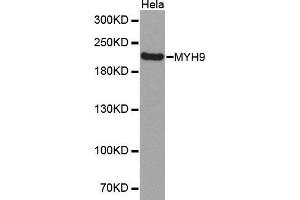 Western Blotting (WB) image for anti-Myosin 9 (MYH9) (AA 1711-1960) antibody (ABIN1513234) (Myosin 9 抗体  (AA 1711-1960))