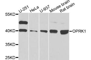 Western blot analysis of extracts of various cell lines, using OPRK1 antibody (ABIN5974551) at 1/1000 dilution. (OPRK1 抗体)