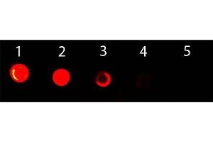 Dot Blot of Goat anti-Mouse IgG2b (Gamma 2b Chain) Antibody ATTO 488 Conjugated. (山羊 anti-小鼠 IgG2b (Heavy Chain) Antibody (Atto 488) - Preadsorbed)