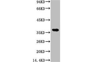 Western blot analysis of 1) Hela, 2) 293T, diluted at 1:5000. (CA9 抗体)
