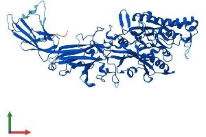 AlphaFold protein structure predicition of Human Recombinant PADI1 Protein, UniprotID Q9ULC6