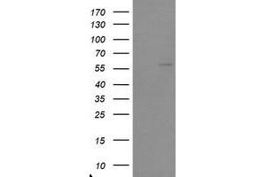 Image no. 2 for anti-TRAF Interacting Protein (TRAIP) (AA 67-313) antibody (ABIN1491633) (TRAIP 抗体  (AA 67-313))