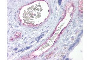 Anti-ARNTL2 antibody IHC of human placenta. (ARNTL2 抗体  (AA 35-84))