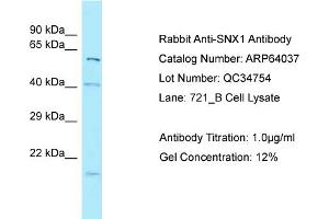 Western Blotting (WB) image for anti-Sorting Nexin 1 (SNX1) (N-Term) antibody (ABIN971747) (Sorting Nexin 1 抗体  (N-Term))