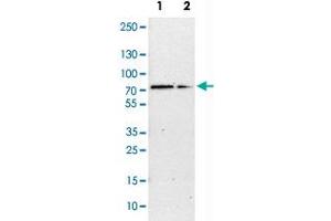 Western Blot analysis of Lane 1: NIH-3T3 cell lysate (mouse embryonic fibroblast cells) and Lane 2: NBT-II cell lysate (Wistar rat bladder tumor cells) with G3BP1 polyclonal antibody .