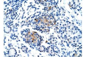 P2RX1 antibody was used for immunohistochemistry at a concentration of 4-8 ug/ml to stain Epithelial cells of pancreatic acinus (arrows) in Human Pancreas. (P2RX1 抗体  (Middle Region))