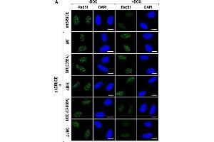 Immunofluorescence (Cultured Cells) (IF (cc)) image for anti-DNA Repair Protein Homolog 1 (RAD51) (Center) antibody (ABIN2854762)