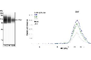 Western Blotting (WB) image for anti-CD47 (CD47) (AA 19-142) antibody (ABIN7449426)