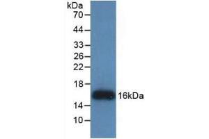 Detection of Recombinant REG3g, Human using Monoclonal Antibody to Regenerating Islet Derived Protein 3 Gamma (REG3g) (REG3g 抗体  (AA 39-175))