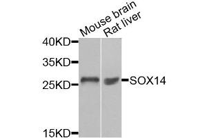Western blot analysis of extracts of various cell lines, using SOX14 antibody (ABIN5974346) at 1/1000 dilution. (SOX14 抗体)