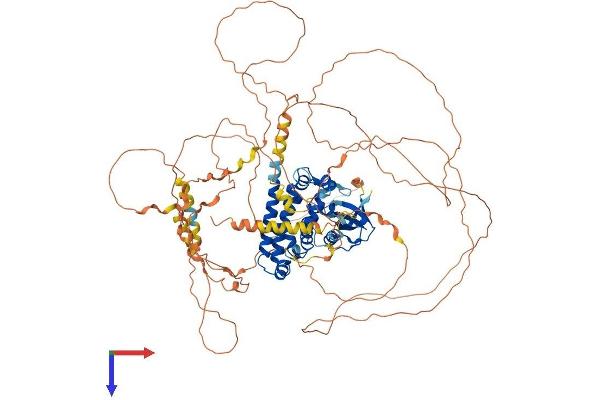 RUSC1 Protein (AA 1-893) (His tag)
