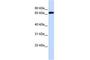 Image no. 1 for anti-GABA Transporter 1 (GAT1) (AA 324-373) antibody (ABIN6743208) (SLC6A1 抗体  (AA 324-373))