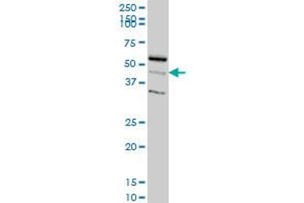 RAPGEFL1 antibody  (AA 1-99)