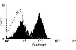 ABIN120386 (MOUSE ANTI RAT CD5:FITC) staining of rat splenocytes. (CD5 抗体  (FITC))