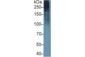 Detection of FN in Gallus Skin lysate using Polyclonal Antibody to Fibronectin (FN) (Fibronectin 抗体  (AA 510-689))