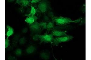 Anti-CDK2 mouse monoclonal antibody (ABIN2454600) immunofluorescent staining of COS7 cells transiently transfected by pCMV6-ENTRY CDK2 (RC200494). (CDK2 抗体)