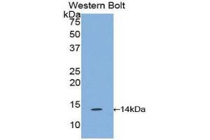 Western Blotting (WB) image for anti-Chemokine (C-C Motif) Ligand 6 (CCL6) (AA 21-115) antibody (ABIN1859880) (CCL6 抗体  (AA 21-115))